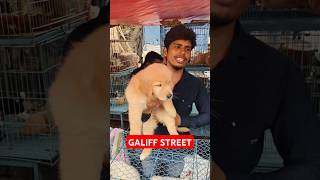 Galiff Street Pet Market। Dog Market shorts Dog petmarket galiffstreet [upl. by Malkah930]