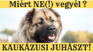 Miért NE vegyél Kaukázusi Juhászkutyát ha kezdő kutyás vagy [upl. by Halyahs]