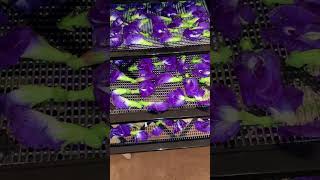 The Fascinating Process Of Harvesting and Drying Butterfly Pea Flowers 🌱🦋 shorts gardening [upl. by Aicnatsnoc]