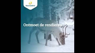 Ontdek Lapland tijdens de kerst of voorjaarsvakantie [upl. by Loggia390]