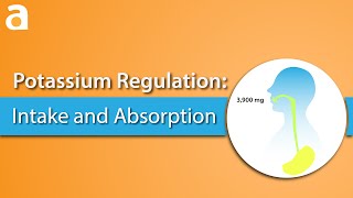 Potassium Regulation Intake and Absorption [upl. by Lajet]