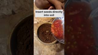 🍅 How to grow tomato plant from seeds  Growing tomatoes at home [upl. by Yrhcaz]