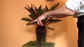 Cyca revoluta Bonsai Cycad Bonsai  Sago Palm Bonsai [upl. by Reede]