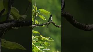 Crested Treeswift Call india wildlife birds birdsounds nikon pune travel shorts reels [upl. by Reeta]