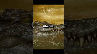 🐊 World’s Top 10 Most Dangerous Crocodiles – Watch Out 🌊⚠️DangerousCrocodiles Top10Predators [upl. by Endaira579]