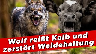 Der Wolf Eine Gefahr die alles verändert  My KuhTube Film 933 [upl. by Nilloc]