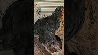 Brahma Chicken  Giant Breed chicken poultry chickenfarming brahmachickens brahma chicks [upl. by Atteselrahc460]