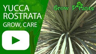 Yucca rostrata  grow amp care [upl. by Ttsepmet499]