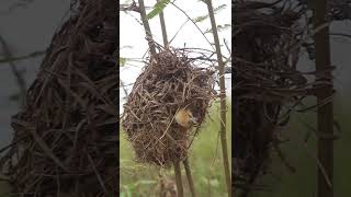 Top Babies Golden Bord EP0112 nestegg egglaying satisfying nestling birds baby nature [upl. by Aibun]