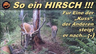 So ein HIRSCH   ohne Worte  Brunft 2024 [upl. by Ynafetse]