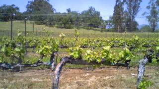 Watch Jordan Grapevines Grow Bud Break Plant Growing Time Lapse Video [upl. by Vaughan]