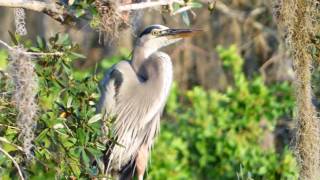 Wading Birds  Egrets Herons Storks Spoonbills Ibises [upl. by Publea577]