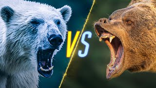 Polar Bear VS Grizzly Bear [upl. by Jim630]