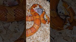 Corn Snake Constriction [upl. by Annahsad573]