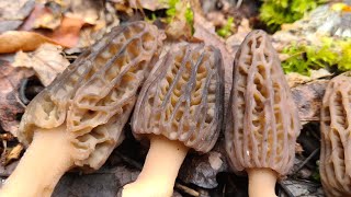 Cueillette de Morilles 2024  le biotope de mon coin comment trouver des morilles [upl. by Nnahs]