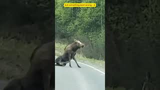 Unbelievable Encounter A Terrifying Moose Attacks Car Look what happens [upl. by Ecyob20]