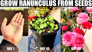 How To Grow Ranunculus From Seeds  SEED TO FLOWER [upl. by Capone]