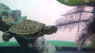 Red ear slider turtle eating water hyacinth plant [upl. by Ynnelg]