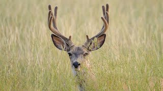 Chronic Wasting Disease Surveillance 2024  NDGF  10282024 [upl. by Kunkle387]