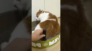 cat funny foryou funnycat cats pets catlover funnycats [upl. by Weirick]