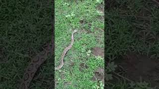 Russell viper rescue rescue rusell snake [upl. by Essilec691]