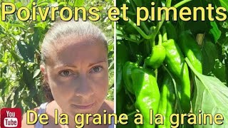 Comment avoir beaucoup de POIVRONS et PIMENTS  🤔 de la graine à la graine [upl. by Wolfort152]