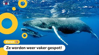 Goed nieuws over het grootste dier op aarde [upl. by Nywnorb357]