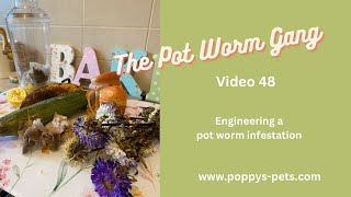 Video 48 Starting a Pot Worm Farm and they Love Decaying Matter [upl. by Myo31]