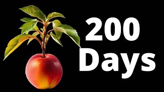 Growing a NECTARINE Tree from Seed in Timelapse 200 Days [upl. by Atirec]