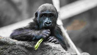 Human error with hydraulic door killed Calgary Zoo gorilla [upl. by Parker597]