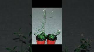 Scientists have revived a plant buried in Siberian permafrost  This plant is 32000 years old [upl. by Justis]