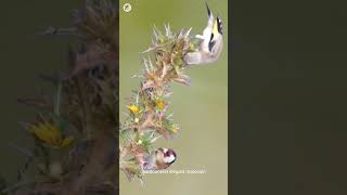 بتبتة فراخ الحسون goldfinch singing 🔥🔥 goldfinchsinging birds الحسون chardonneret [upl. by Gratia292]