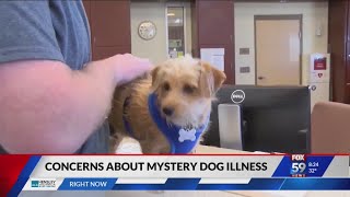 Concerns about mystery dog illness [upl. by Lilian550]