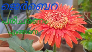 Jerabera plant care in malayalam [upl. by Aisatsana]