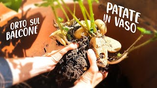 PATATE IN VASO IL METODO DEL BIDONE  PRODUZIONE INTENSIVA IN ORTO SUL BALCONE VlogTutorial [upl. by Sosthina]