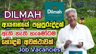 Dilmah Job Vacancies 2024 I New Job Sri Lanka 2024 I Today Job Vacancies [upl. by Medlin]