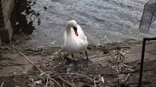 Mute Swan calling cygnet [upl. by Rennug]