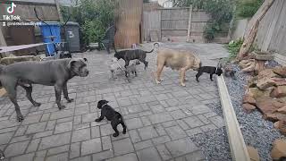 CANE CORSO PUPPIES 7 WEEKS OLD ❤️🥰 [upl. by Desirea]