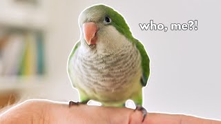 This Quaker Parrot was GIVEN AWAY For Being a BITER 😤 [upl. by Atsirt915]