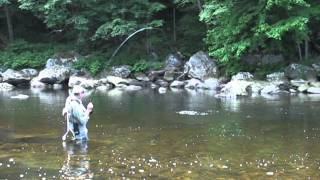 Fly Fishing the Deerfield River  The Berkshires in Western MA [upl. by Yeliab]