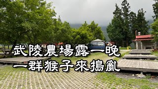 親子旅遊｜武陵農場露營｜一群猴子亂入 [upl. by Ruiz]