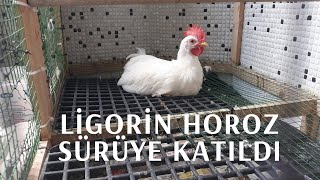 Ligorin Horozumuzun Kümesteki İlk Günü [upl. by Sucramat]