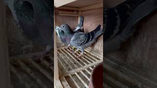 Pairs for this year Which is your favorite pigeon racingpiegons breeding [upl. by Marou]