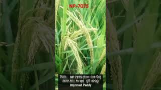 NP 7075 Improved Paddy farming paddy [upl. by Miahc]