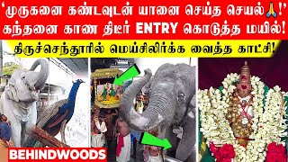 முருகனை கண்டவுடன் வெள்ளை யானையின் செயல் கந்தனை காண Entry கொடுத்த மயில்🙏 மெய்சிலிர்க்க வைத்த காட்சி [upl. by Yesnnyl]