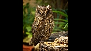 Verso dellAssiolo Eurasian Scops Owl song Otus scops [upl. by Sayres110]