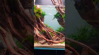 aquascaping workshop with Josh Sim Akvarieboden in Norway🇳🇴💪🏻🐠aquarium aquascaping akvarium [upl. by Eirrahs]