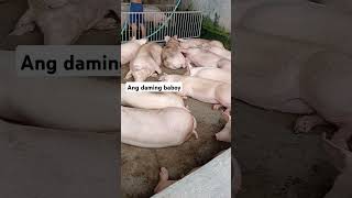 Piggery  Miller Mix Vlog  butcher butcherslife [upl. by Coralie430]