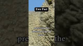 Ewe Chewing on Its Cud sheep shearing sheepfarming australiansheep sheephusbandry diy [upl. by Ikairik]