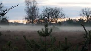 lüneburger heide im nebel [upl. by Nisay432]